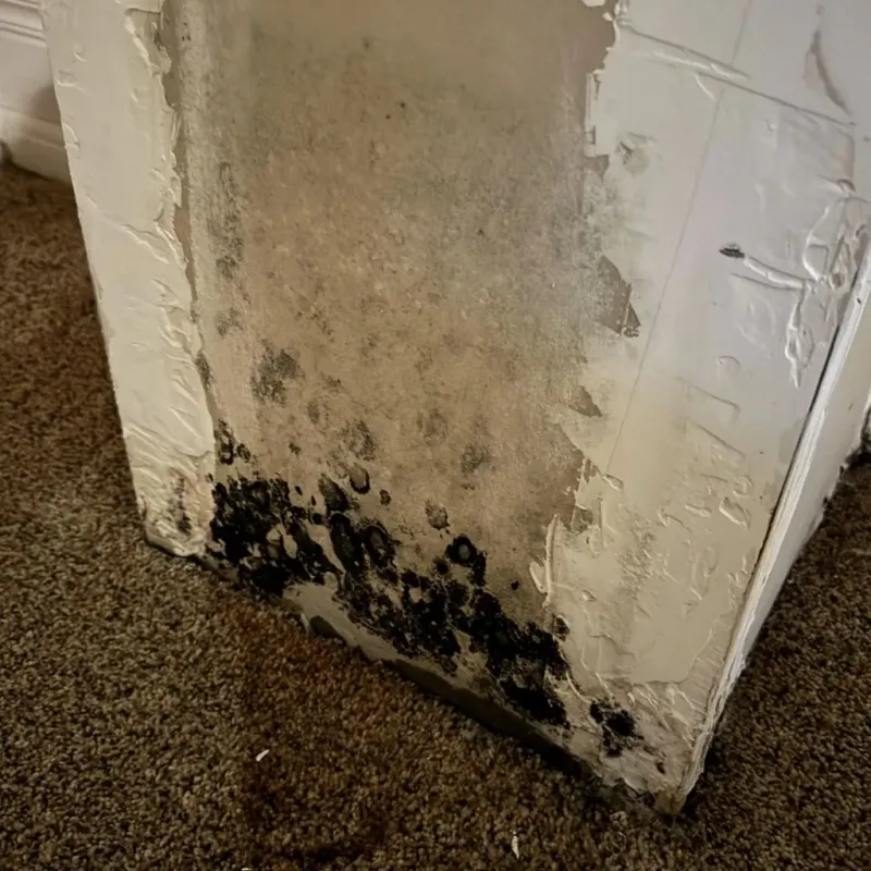 Professional Mold Removal in Roby, TX